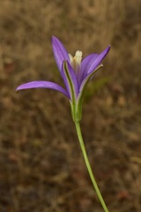 Brodiaea leptandra