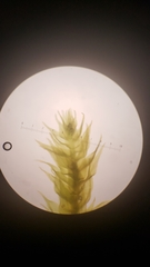 Claopodium whippleanum