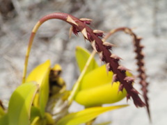 Bulbophyllum rubrum image