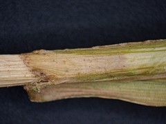 Carex tribuloides tribuloides