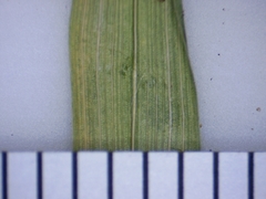 Carex tribuloides tribuloides
