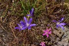Brodiaea minor