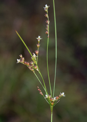 Juncus anthelatus