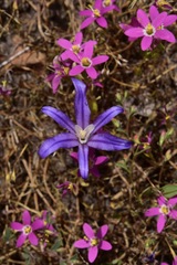 Brodiaea minor