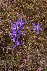 Brodiaea minor