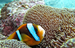 Amphiprion