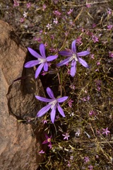 Brodiaea minor