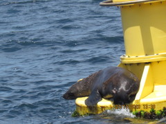 Arctocephalus pusillus