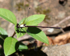 Austroargiolestes chrysoides