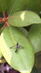 Synanthedon rhododendri