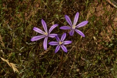 Brodiaea minor