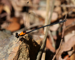 Austroargiolestes chrysoides