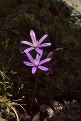 Brodiaea minor