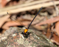 Austroargiolestes chrysoides
