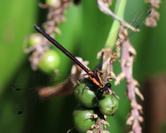 Austroargiolestes chrysoides