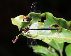 Austroargiolestes chrysoides