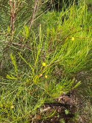 Acacia euthycarpa