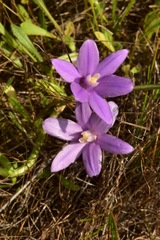 Brodiaea minor
