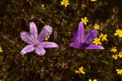 Brodiaea minor