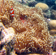Amphiprion percula