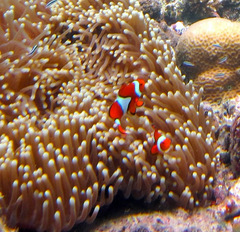 Amphiprion percula