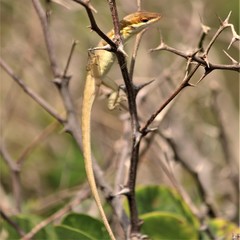 Anolis poncensis