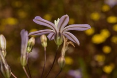 Brodiaea nana