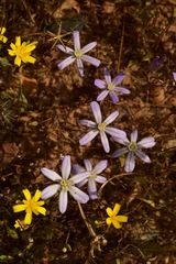 Brodiaea nana