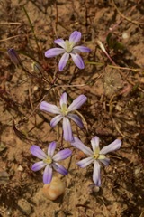 Brodiaea nana
