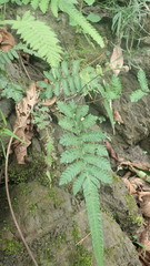 Christella ensifera