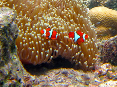 Amphiprion percula