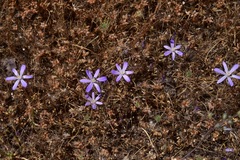 Brodiaea nana