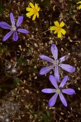 Brodiaea nana