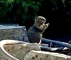 Otospermophilus beecheyi