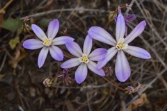 Brodiaea nana