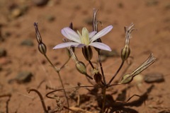 Brodiaea nana