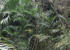 Chamaedorea seifrizii