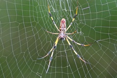 Trichonephila clavipes image