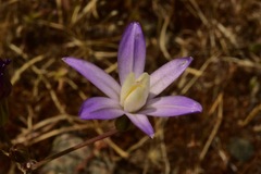 Brodiaea pallida