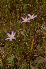 Brodiaea pallida