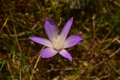 Brodiaea pallida