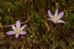 Brodiaea pallida