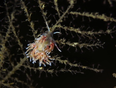 Rubramoena rubescens