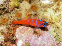 Lythrypnus dalli