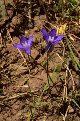 Brodiaea rosea rosea