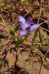 Brodiaea rosea rosea