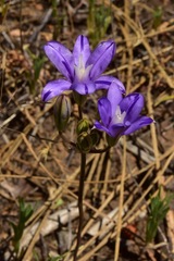 Brodiaea rosea rosea