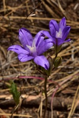 Brodiaea rosea rosea