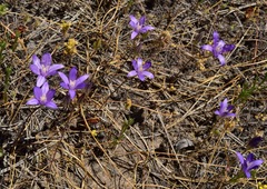 Brodiaea rosea rosea