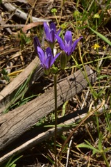 Brodiaea rosea rosea